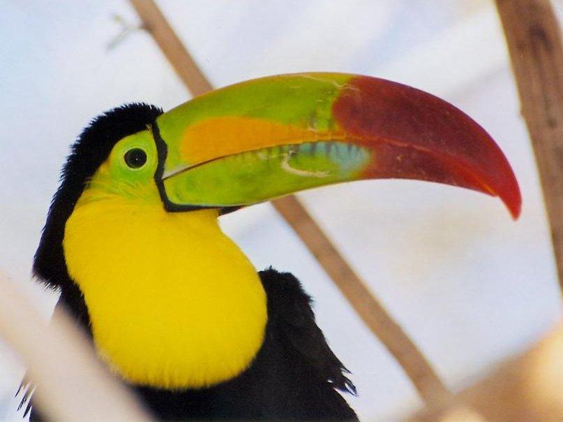 Tropical Bird