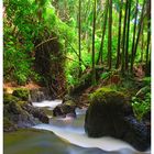 Tropical Botanical Garden auf Big Hawaii