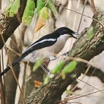  Tropical boubou oder Bell shrike 