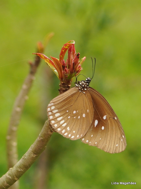 tropical butterfly