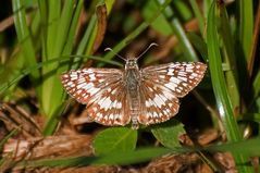 Tropical Checkered-Skipper (Pyrgus oileus)