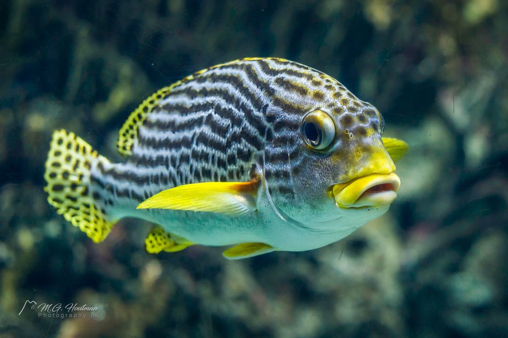 Tropical Fish Foto & Bild animals, zoos, parks & falconries, fish