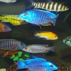 Tropical fish of Colombia