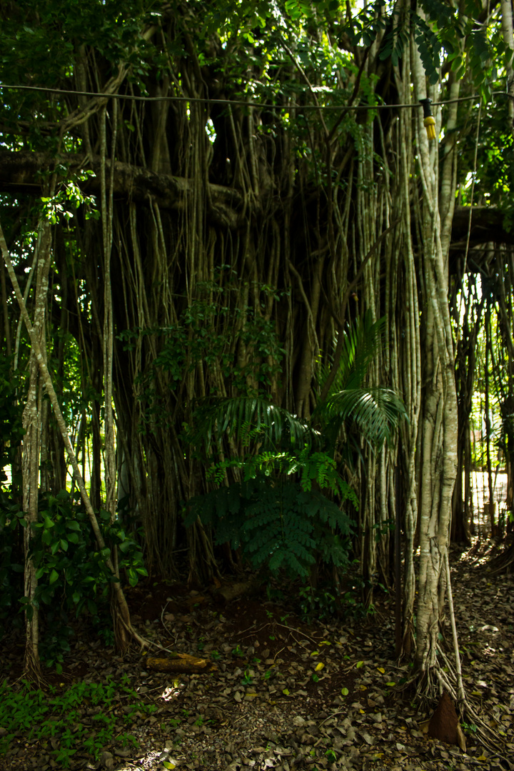 Tropical Flora