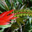 Tropical Flower