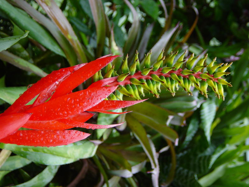 Tropical Flower