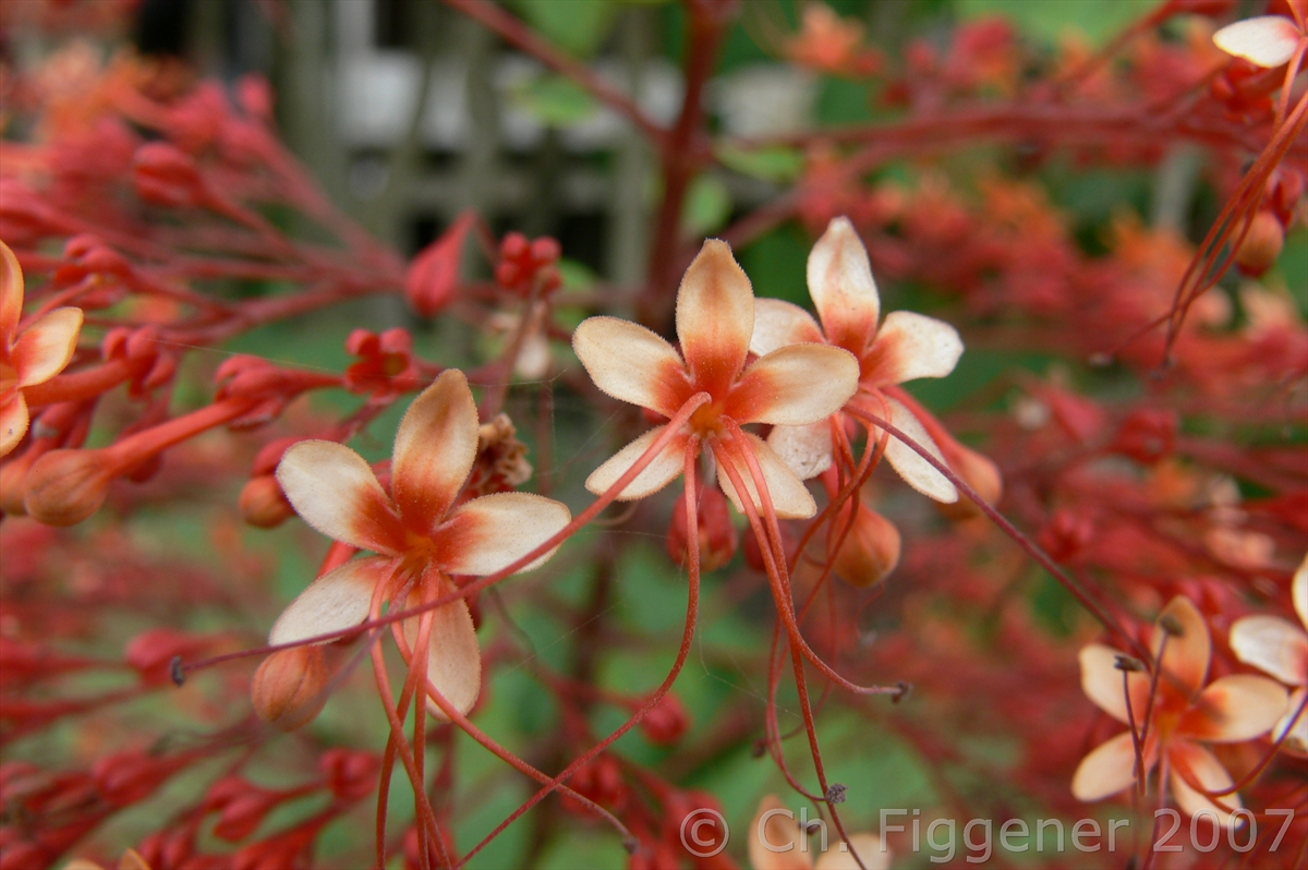 Tropical Flowers