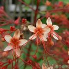 Tropical Flowers