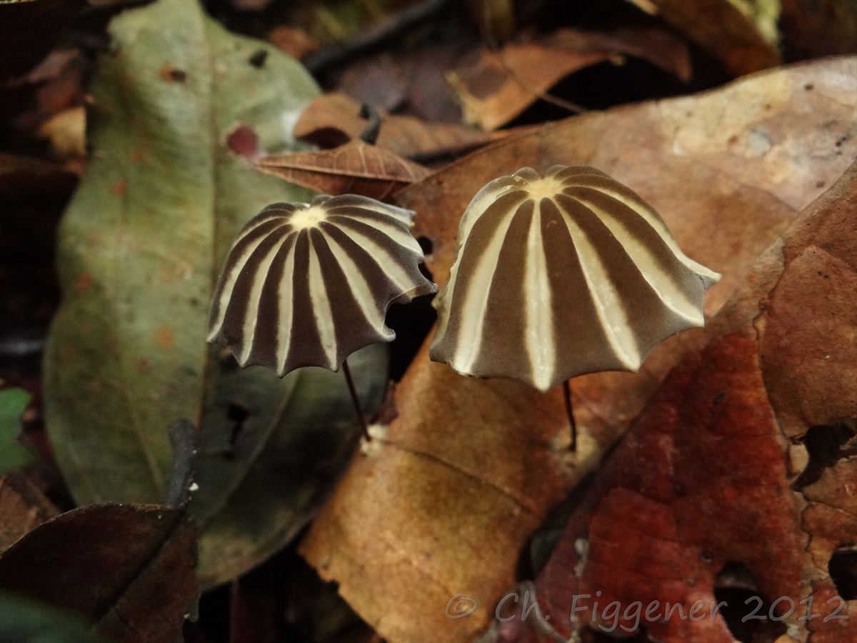 Tropical Fungi