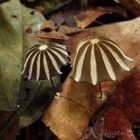 Tropical Fungi