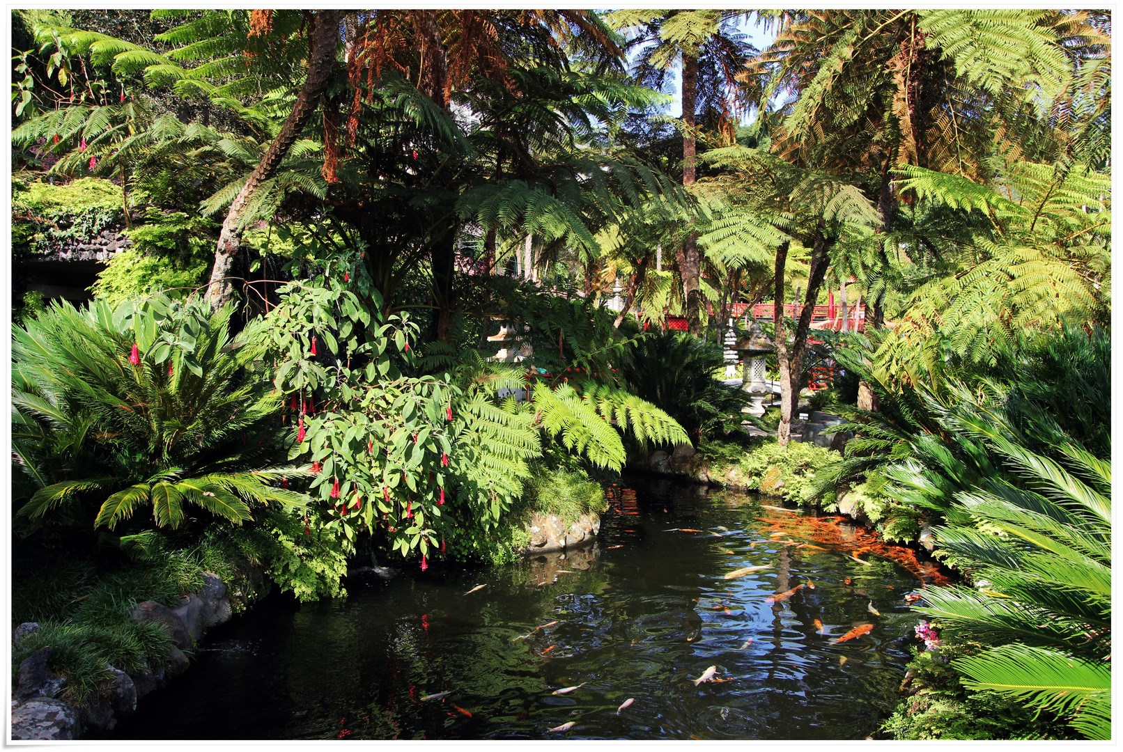 Tropical Garden