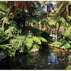 Tropical Garden