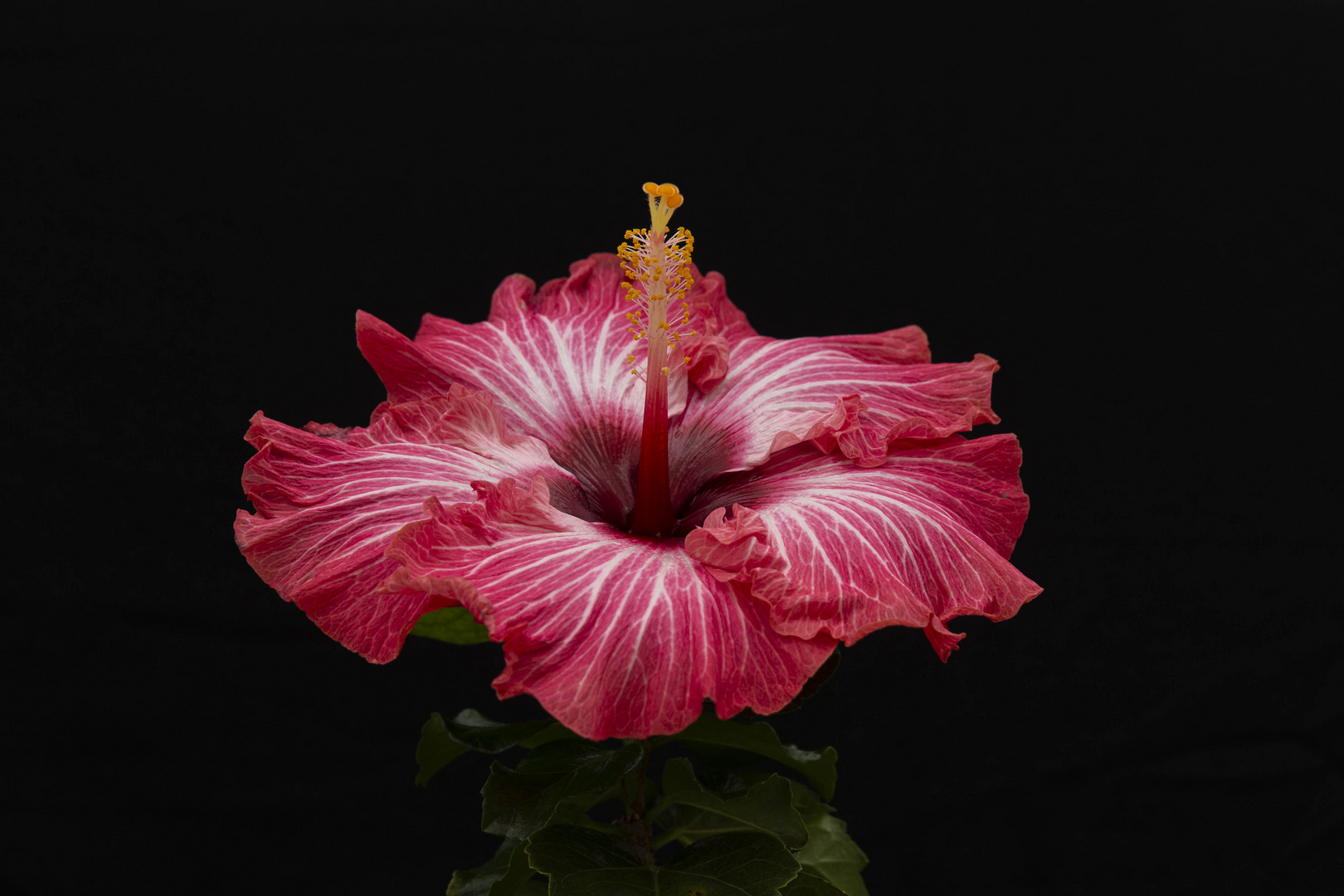 Tropical Hibiscus `Chariots Fire´
