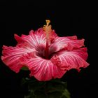 Tropical Hibiscus `Chariots Fire´