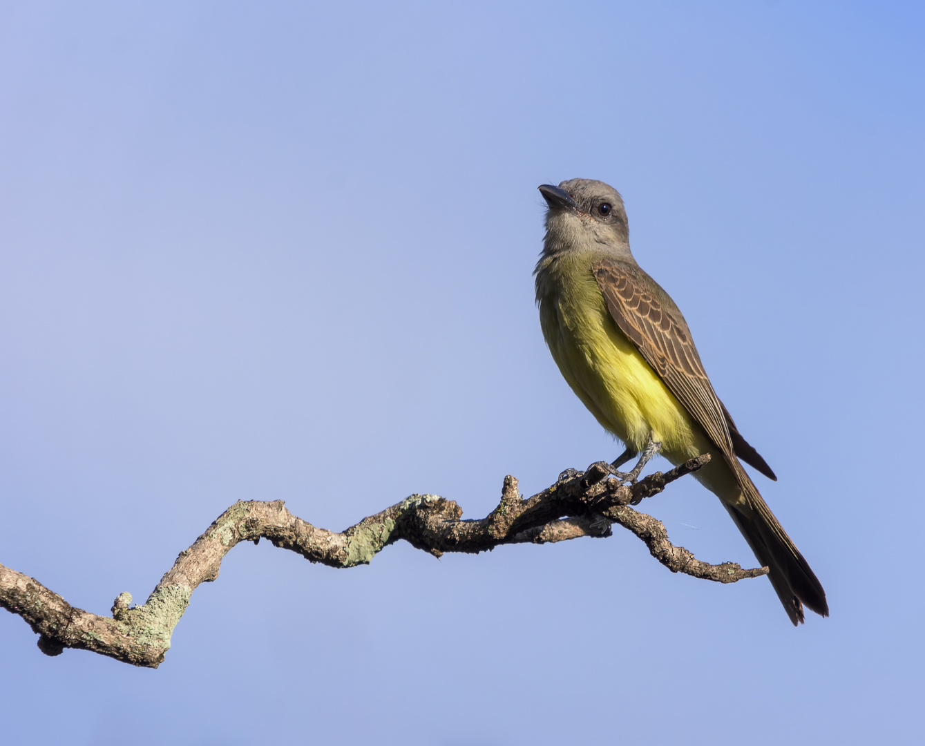 Tropical Kingbird