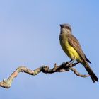 Tropical Kingbird