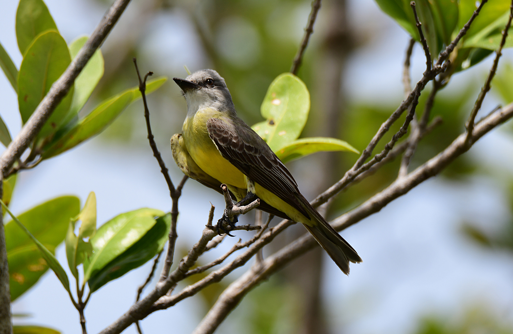 Tropical Kingbird