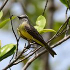 Tropical Kingbird