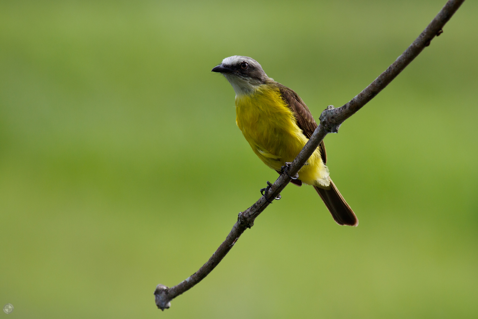 Tropical Kingbird