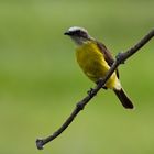 Tropical Kingbird