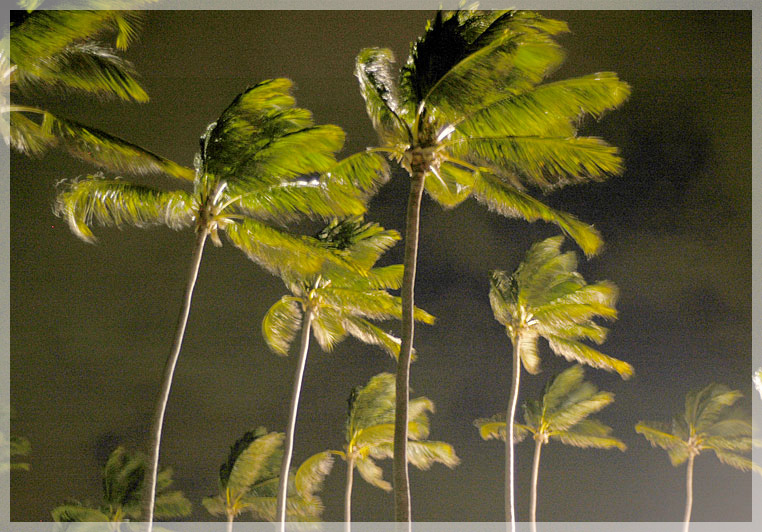 Tropical Night Winds