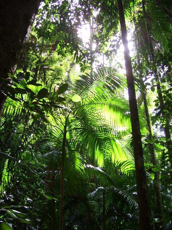 Tropical Palmtree Forest