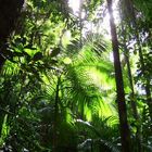 Tropical Palmtree Forest