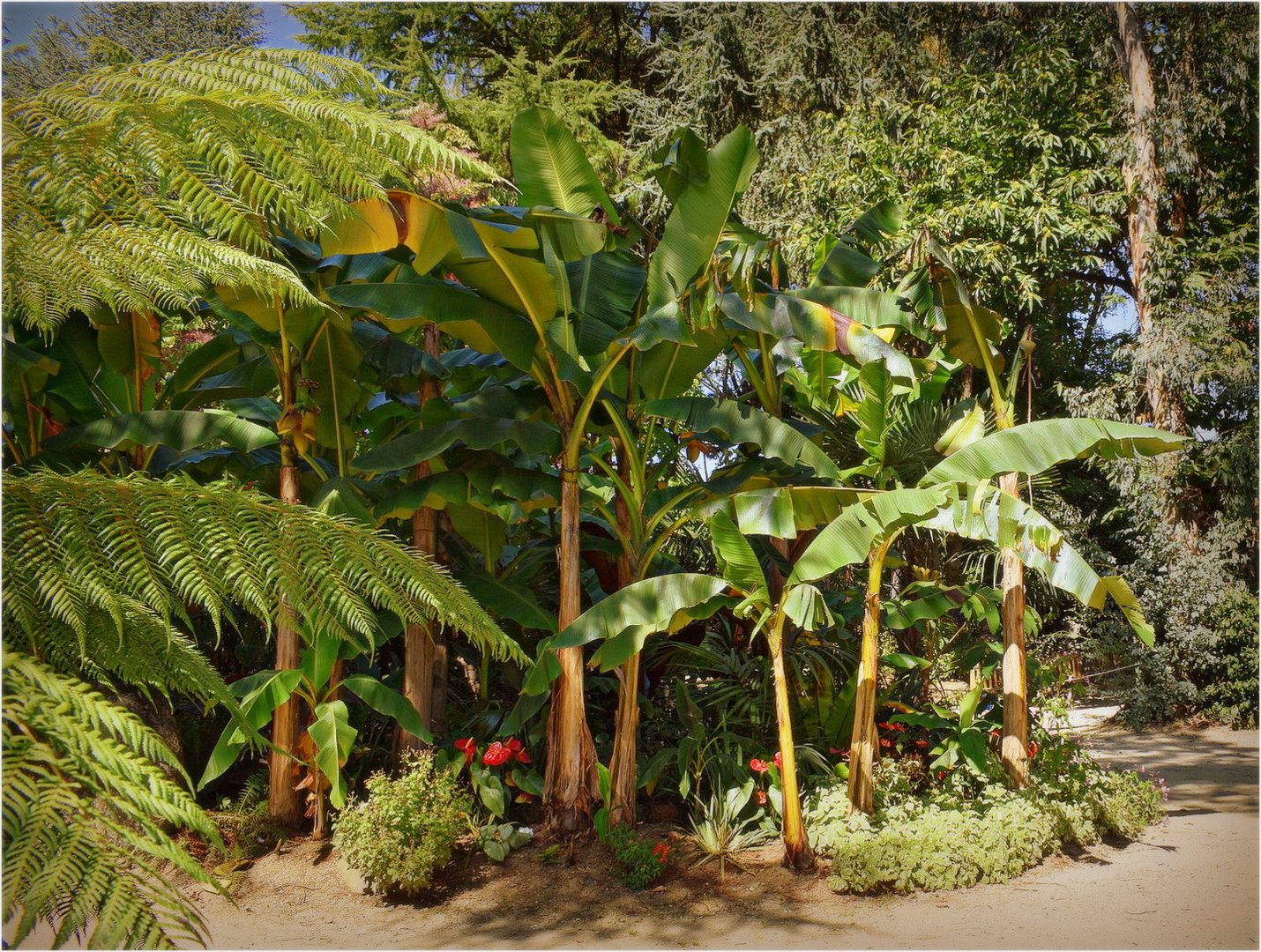 tropical parc