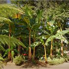 tropical parc