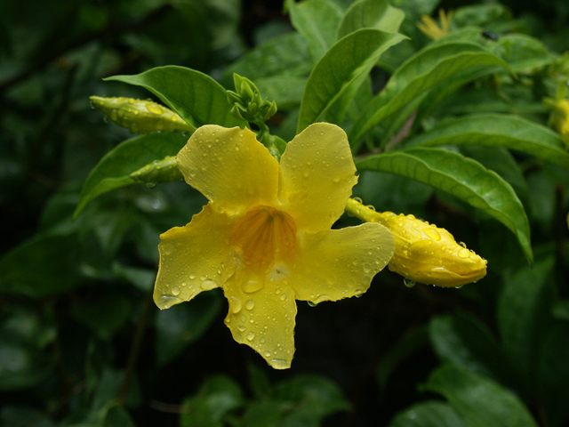 Tropical Rain Flower