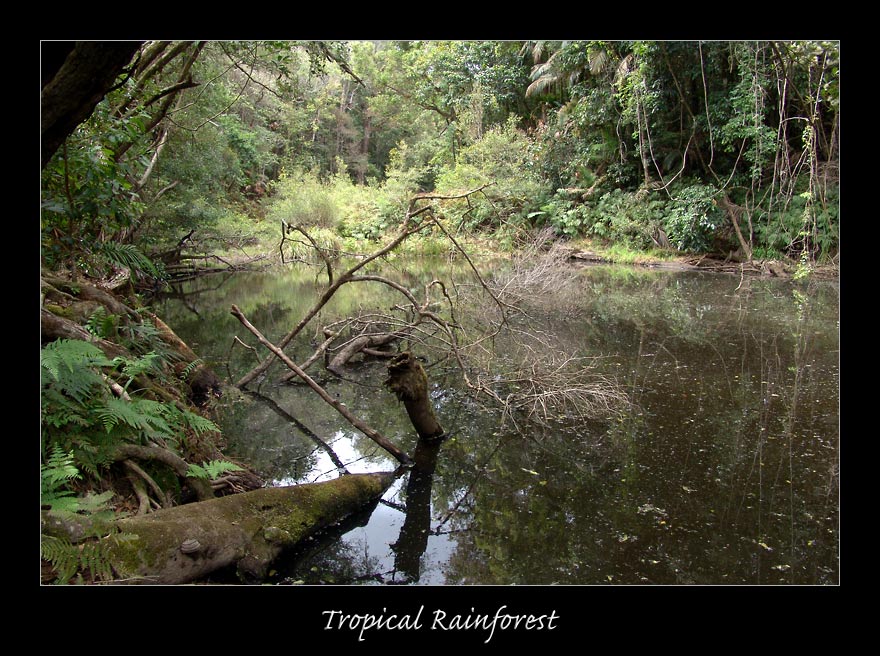 Tropical Rainforest