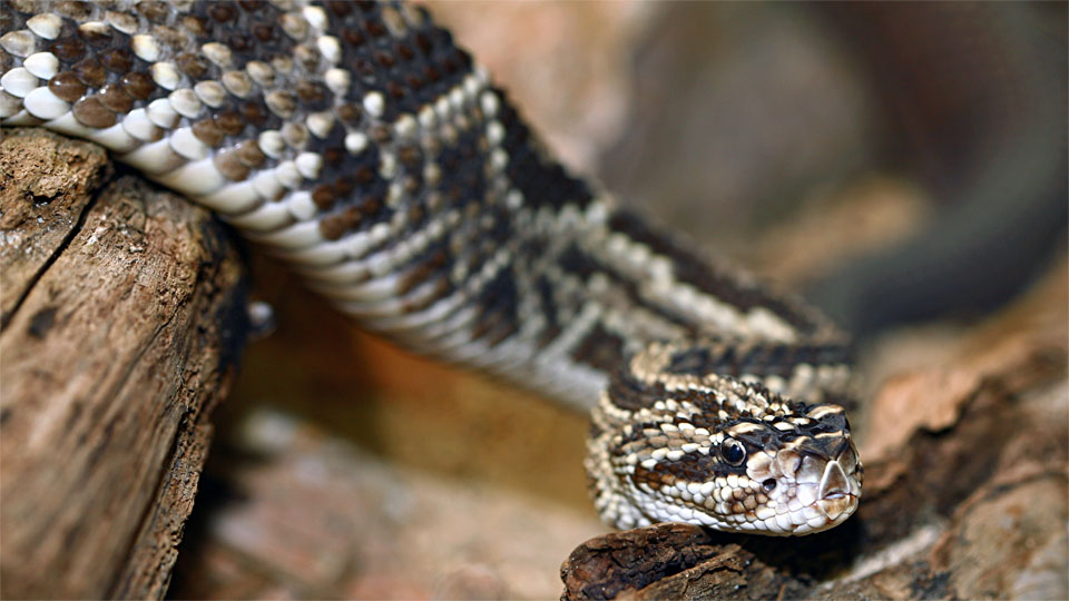 Tropical Rattlesnake, Crotalus durissus, Tiergarten Schönbrunn, Wien / A