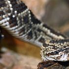 Tropical Rattlesnake, Crotalus durissus, Tiergarten Schönbrunn, Wien / A