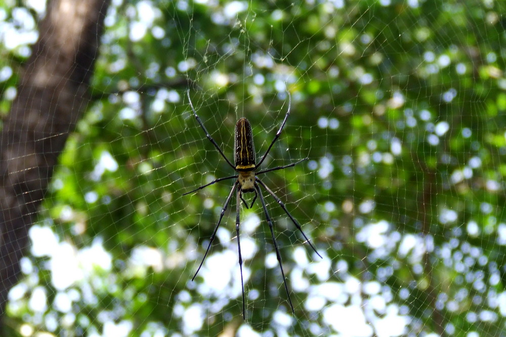 Tropical Spice Farm - Spiderman