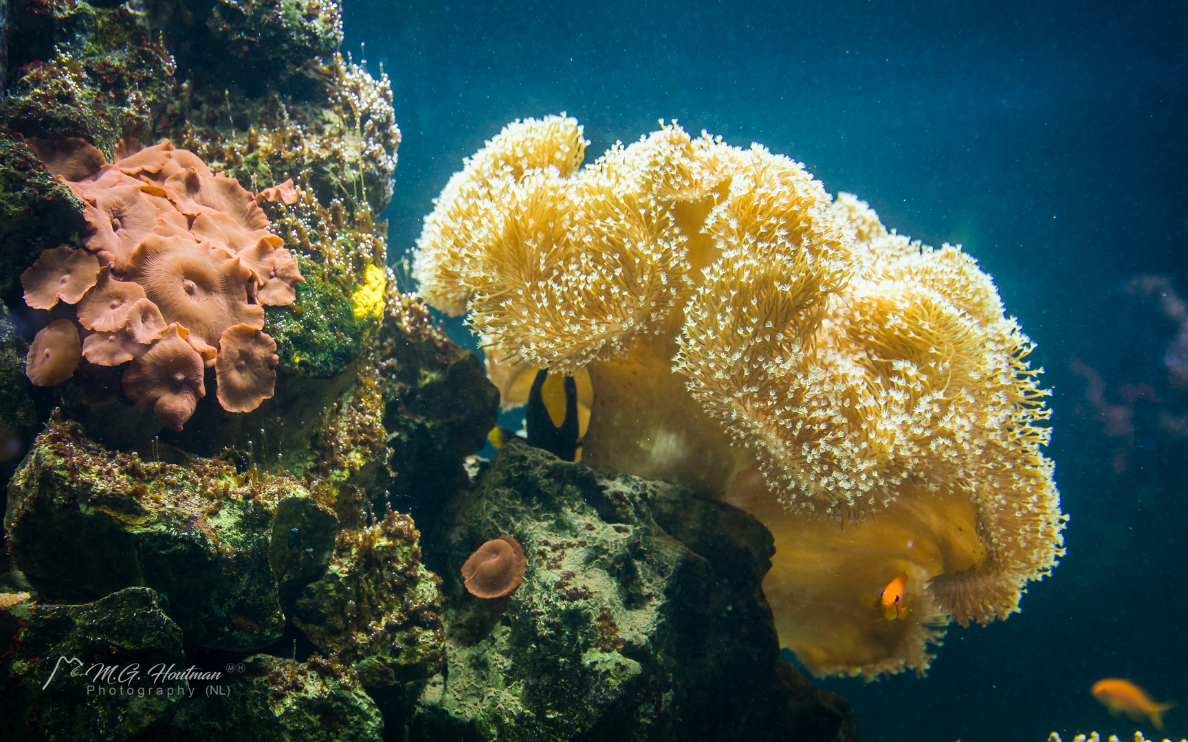 Tropical underwater