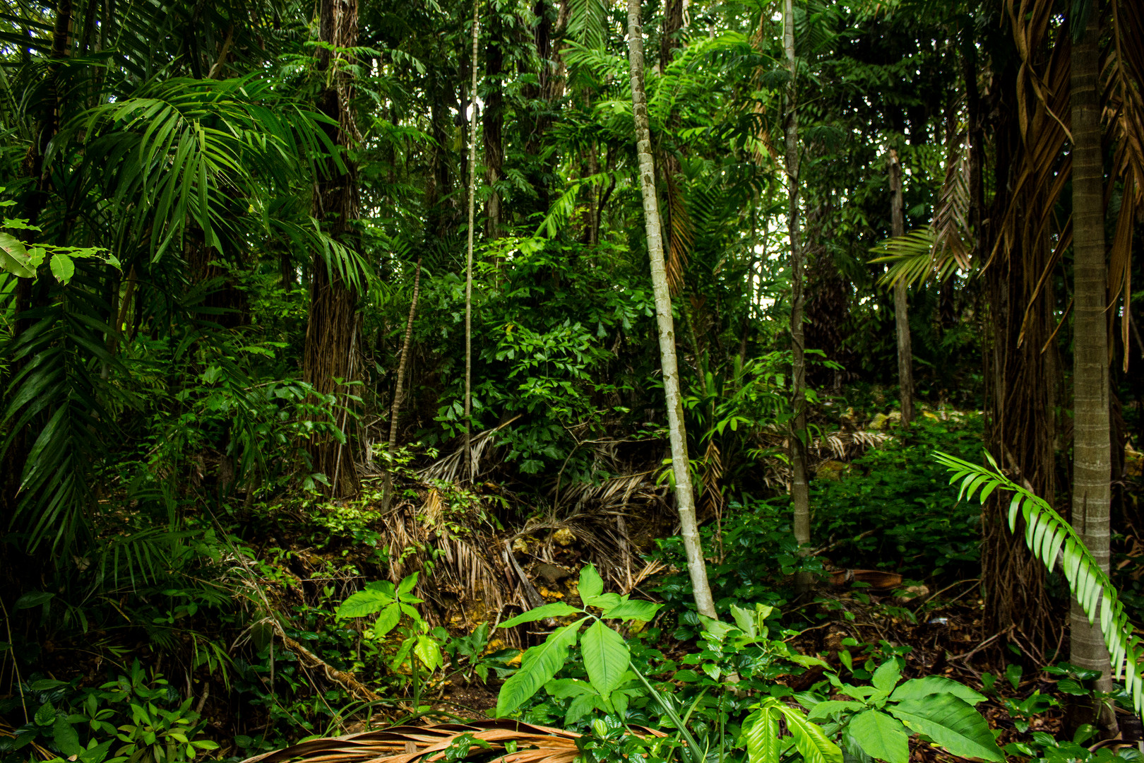 Tropical Vegetation