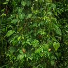 Tropical Vegetation