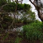 Tropical Vegetation At Lee Point