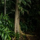 Tropical Vegetation