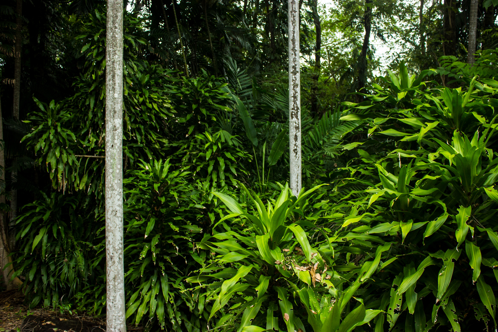 Tropical Vegetation