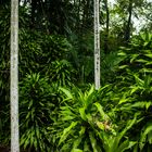 Tropical Vegetation