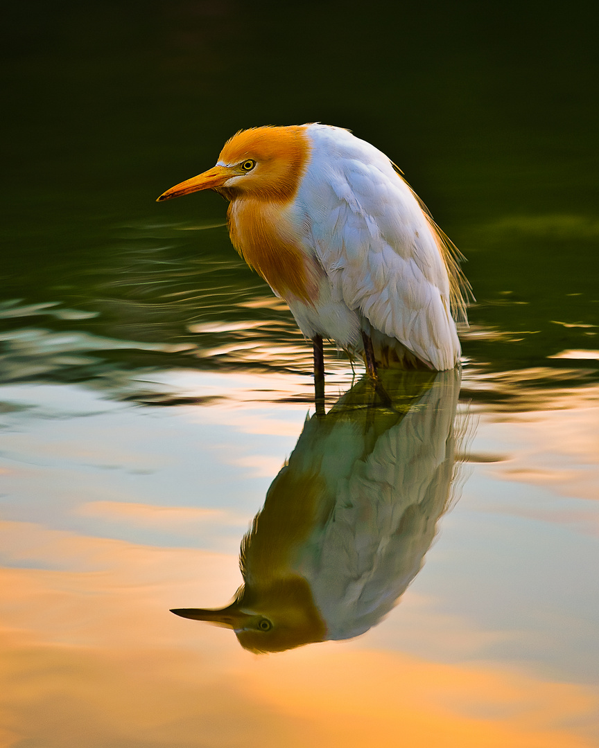 Tropical Water Bird