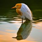 Tropical Water Bird