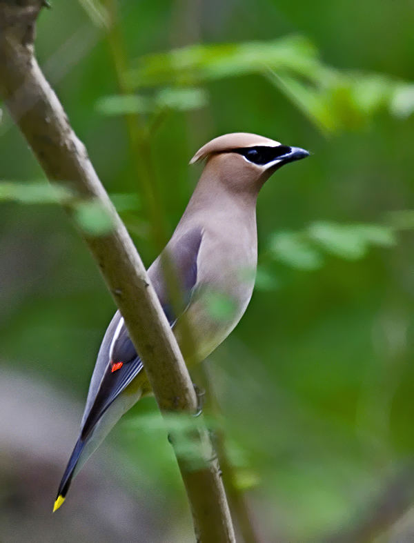 Tropical WaxWing