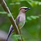 Tropical WaxWing