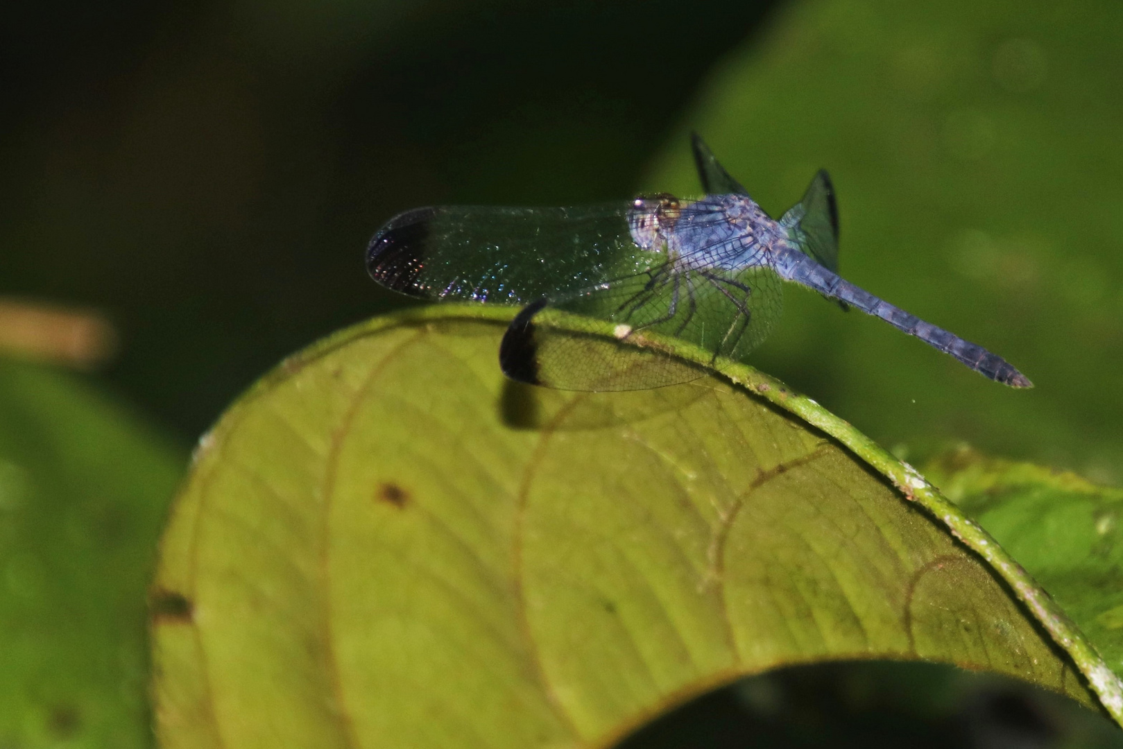  Tropical woodskimmer