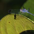  Tropical woodskimmer