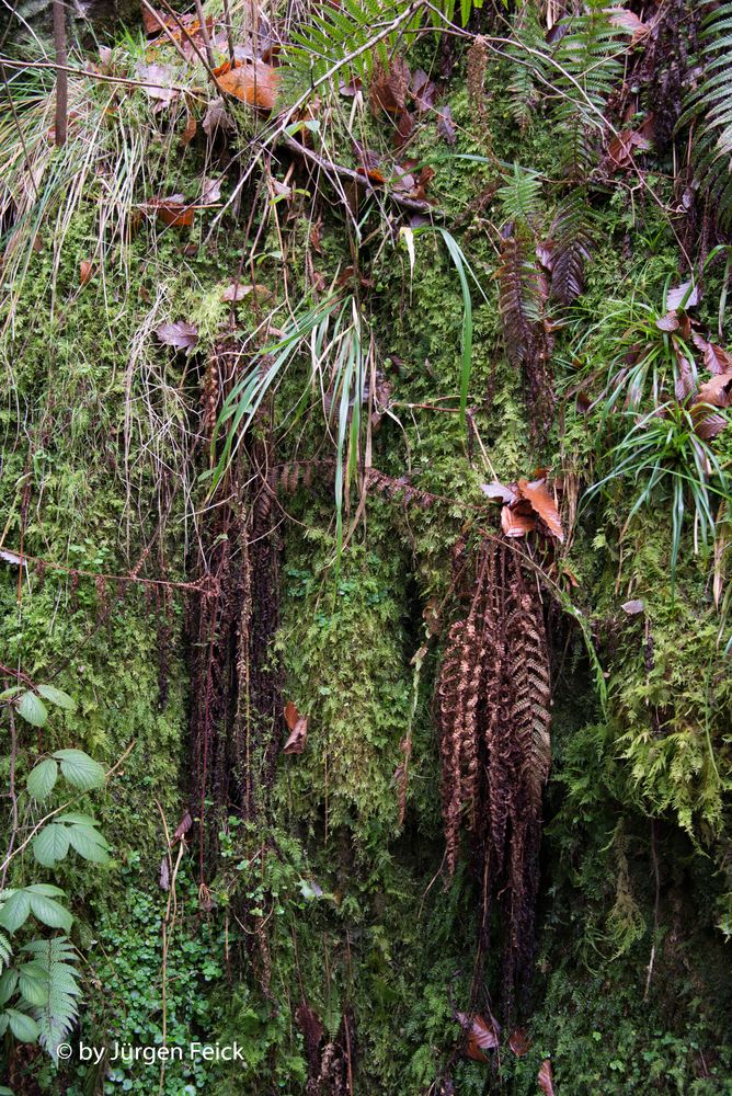 Tropical Wu-Tach