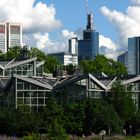 Tropicarium im Palmengarten und Skyline