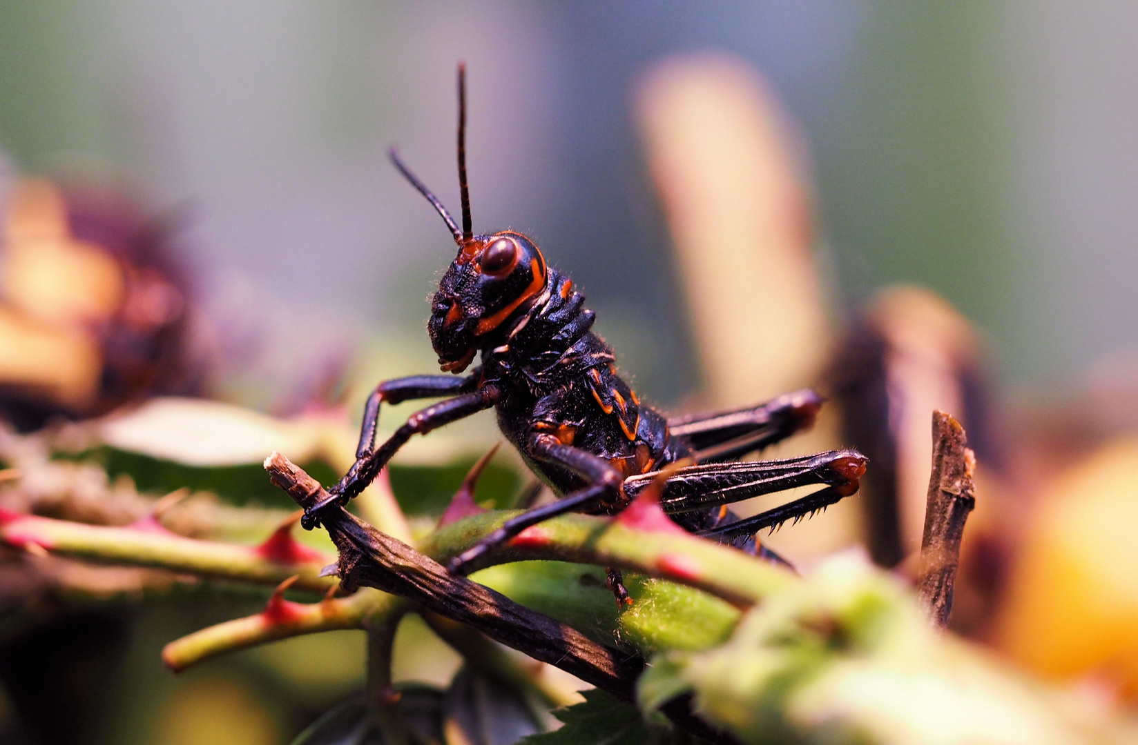 Tropidacris collaris